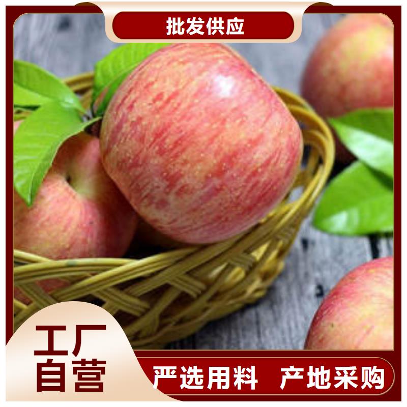 红富士苹果苹果种植基地严格把关质量放心同城品牌