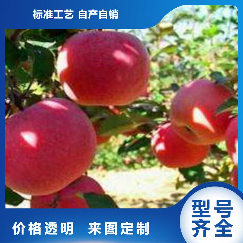 红富士苹果品质信得过厂家定制