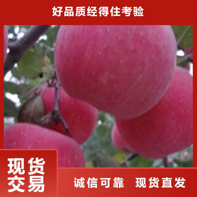 红富士苹果联系厂家本地制造商