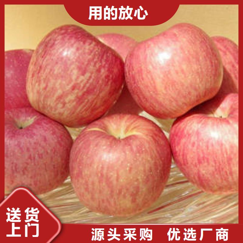 红富士苹果苹果种植基地价格实惠极速发货