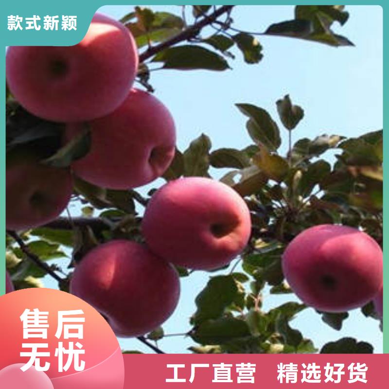红富士苹果苹果种植基地经销商真材实料加工定制