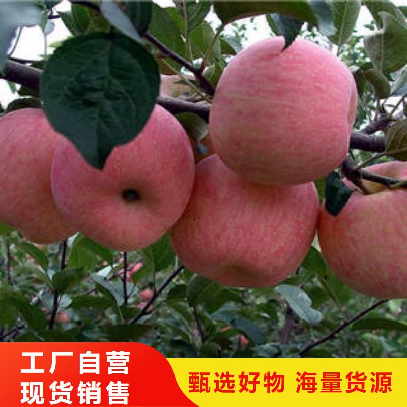 红富士苹果专业完善售后用心做品质