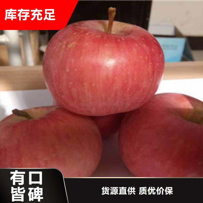 红富士苹果-苹果种植基地放心选购有口皆碑