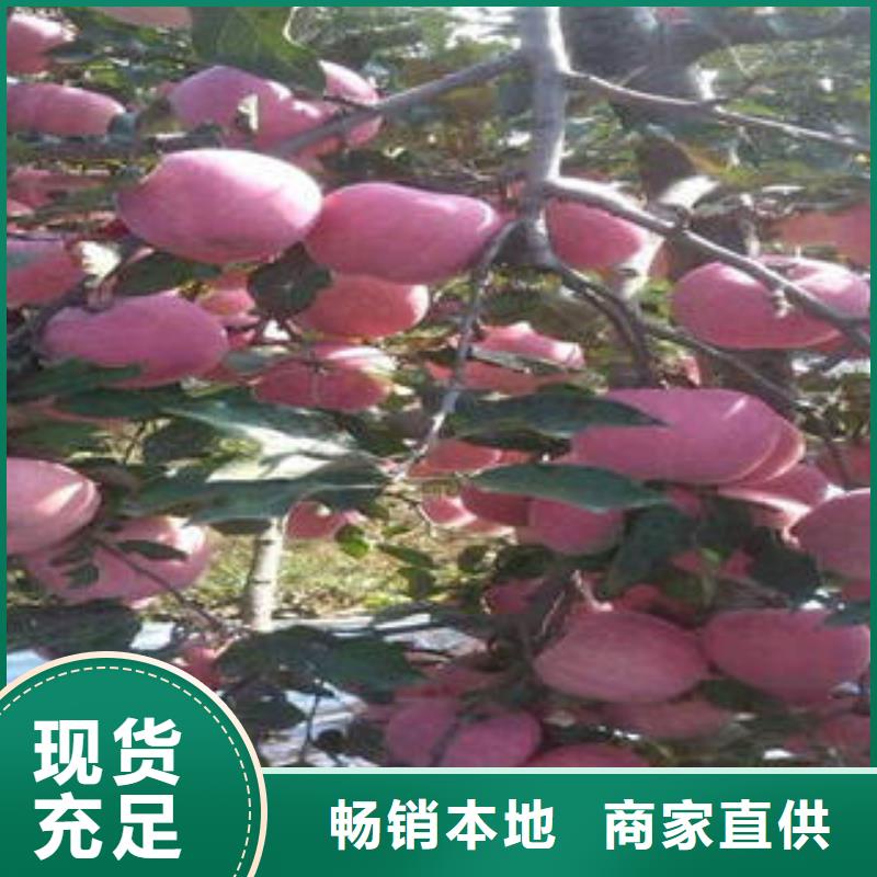 红富士苹果-苹果种植基地实力优品本地厂家值得信赖