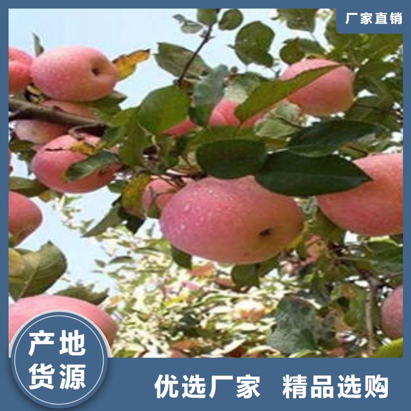 红富士苹果专注细节使用放心本地供应商