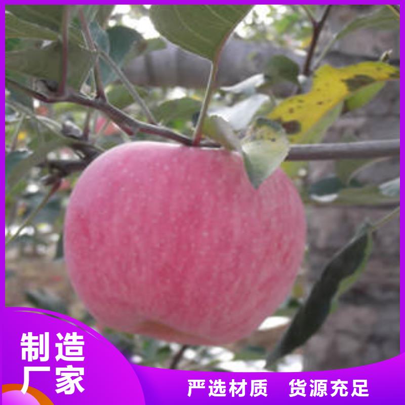 红富士苹果优良工艺产品细节