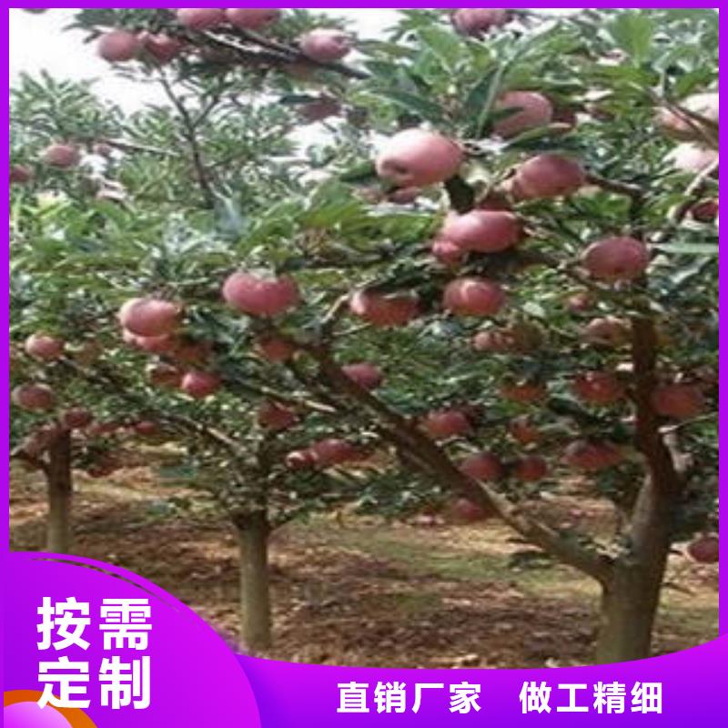 红富士苹果嘎啦苹果经久耐用厂家货源稳定