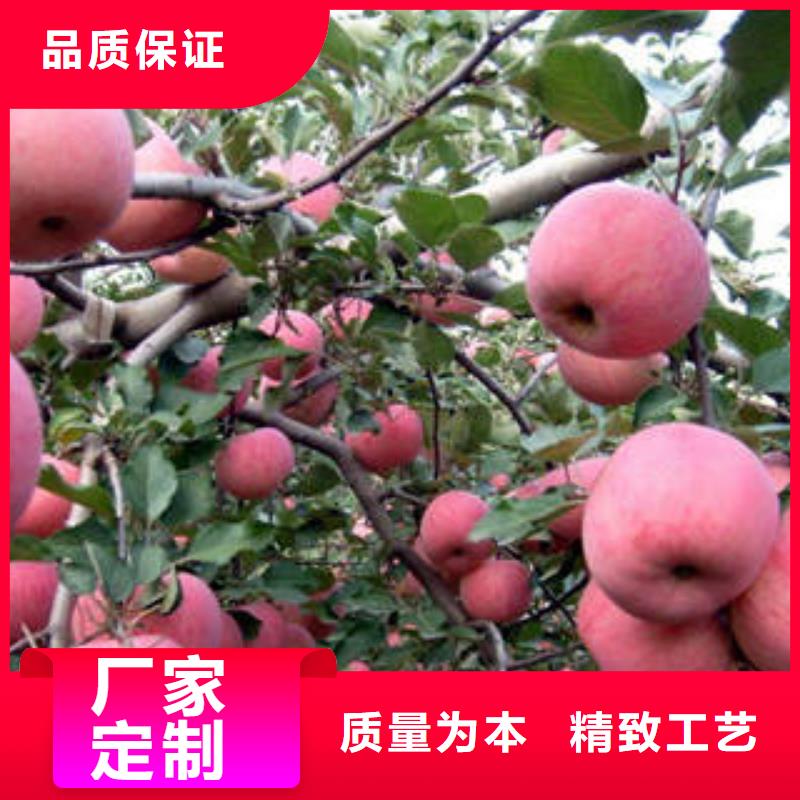 【红富士苹果】苹果种植基地源头直供品质服务