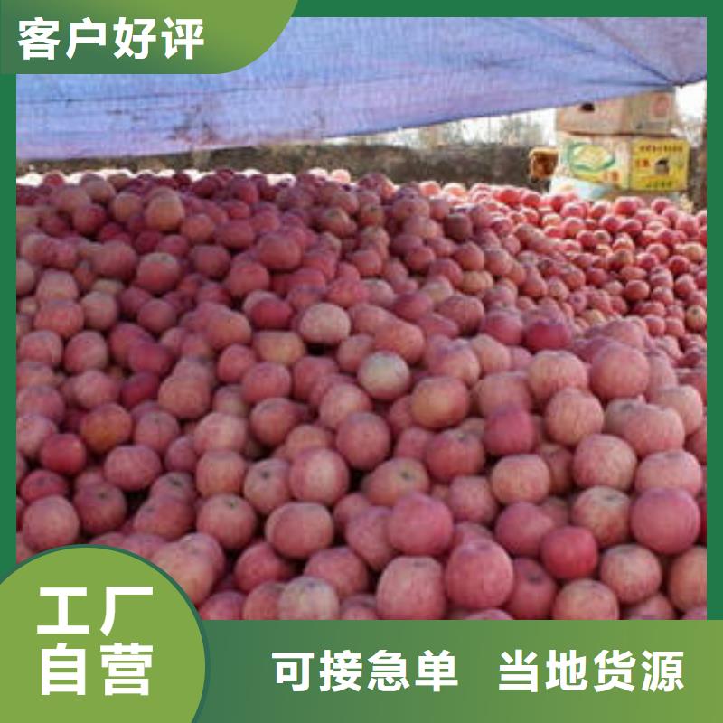 红富士苹果-苹果种植基地实力才是硬道理当地制造商