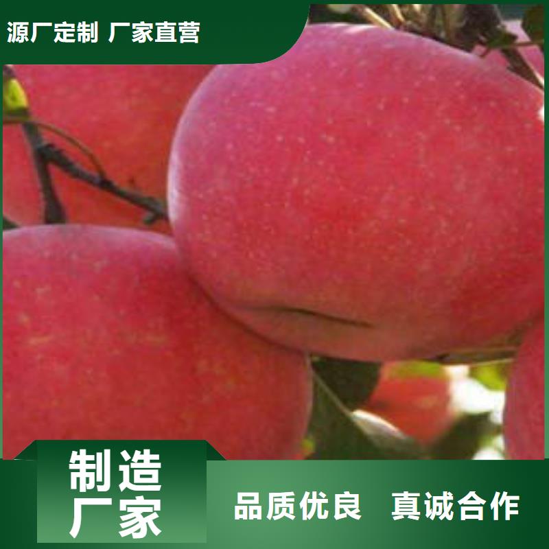 【红富士苹果经久耐用】当地服务商