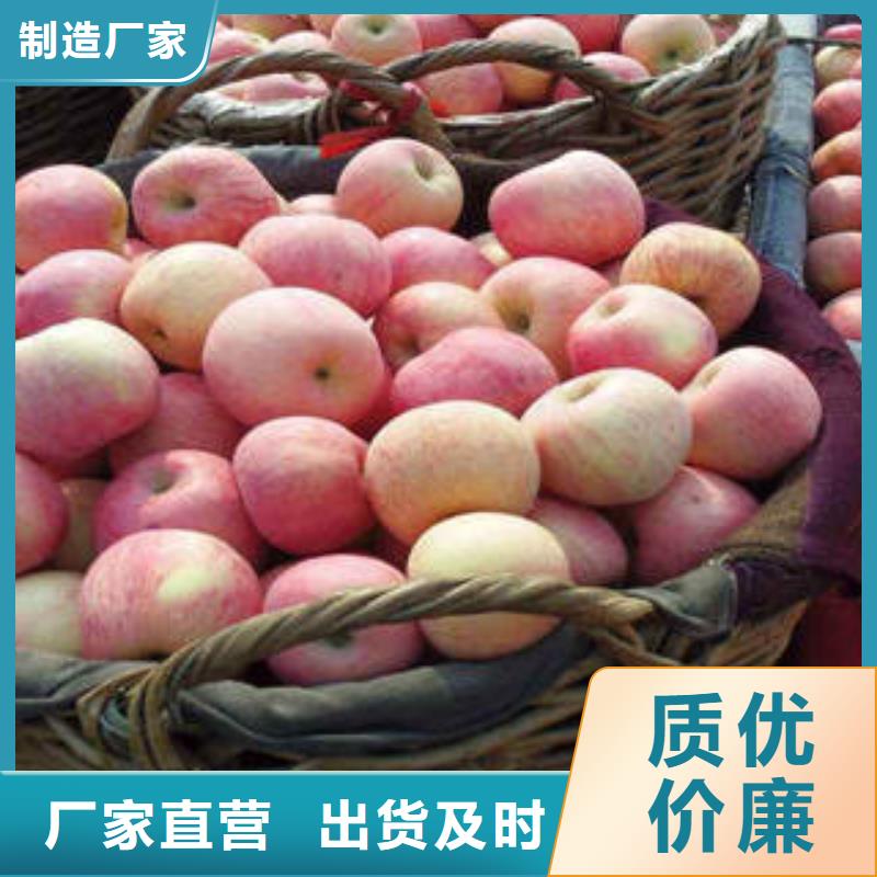 红富士苹果嘎啦苹果质优价廉精选厂家好货