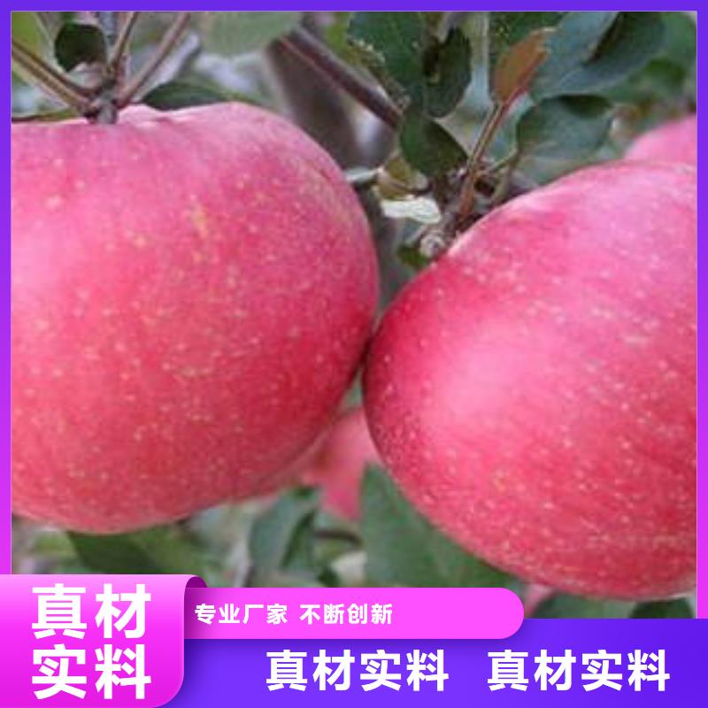 红富士苹果源厂直销当地供应商