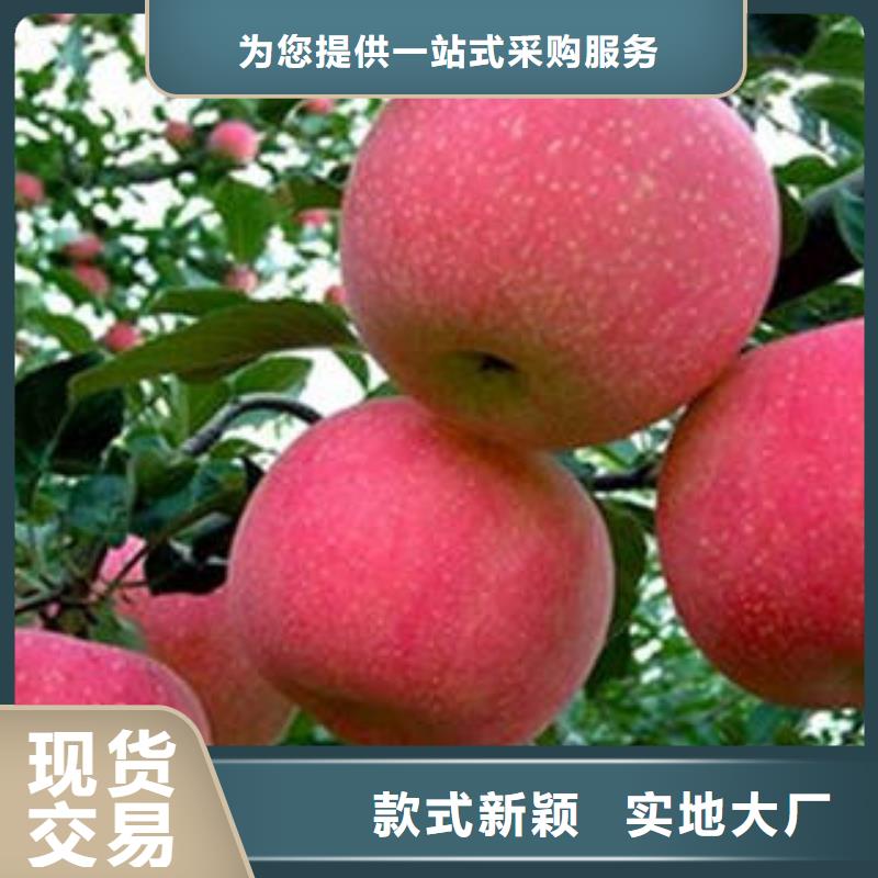 红富士苹果红富士苹果批发厂家规格全本地生产厂家