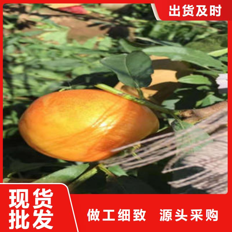 桃树苗【梨树苗】实力才是硬道理生产加工