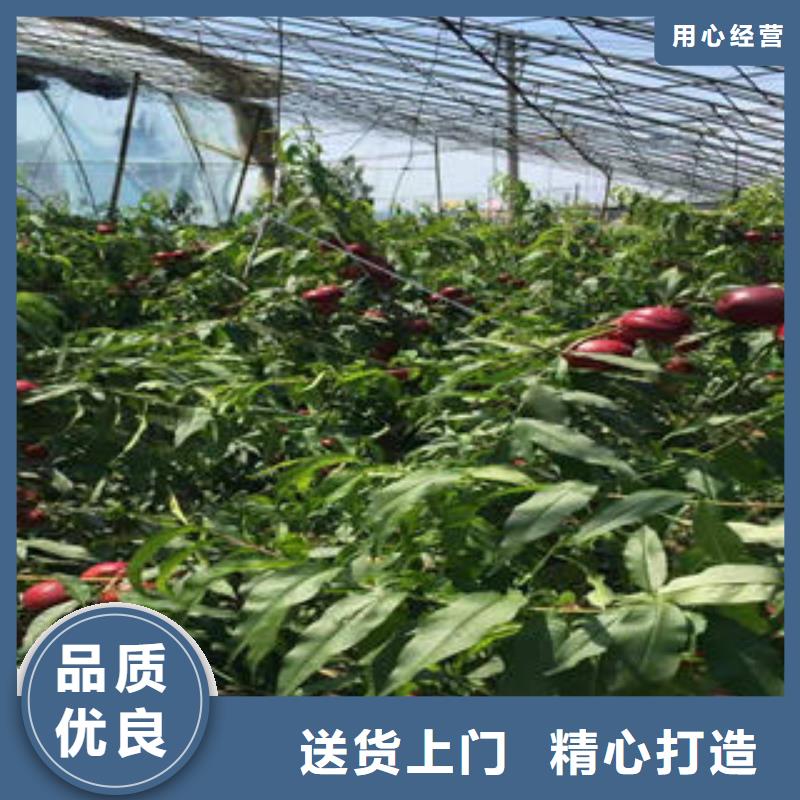 桃树苗核桃苗当地货源精选好货