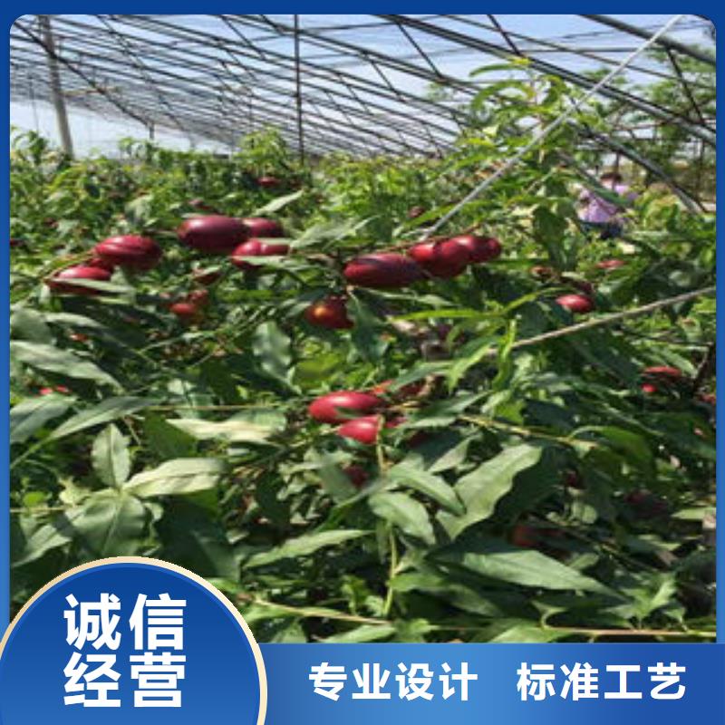 桃树苗品质服务诚信为本同城服务商