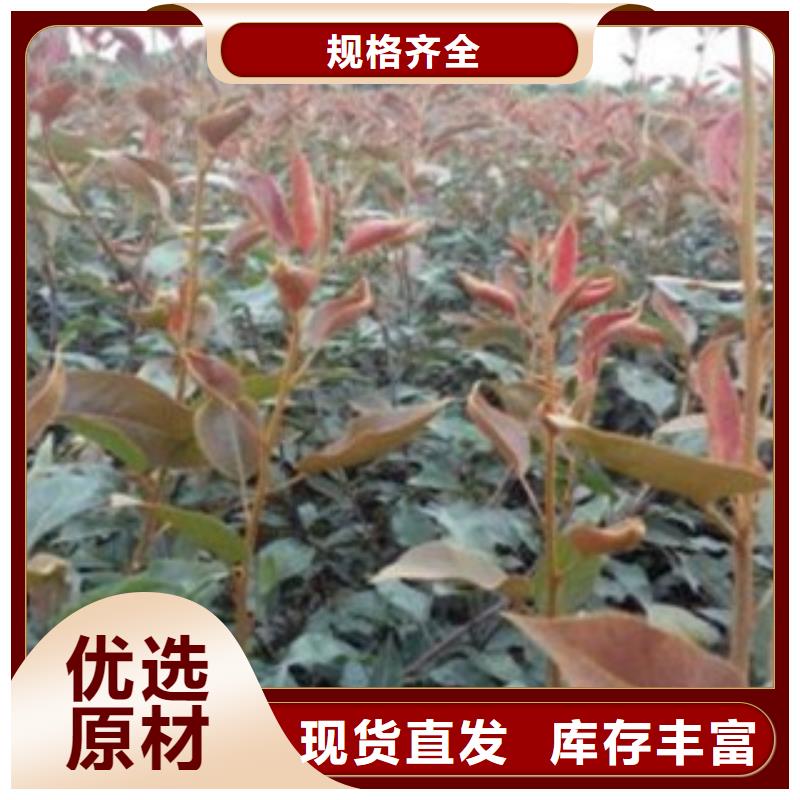 梨树苗_核桃苗用心做好细节真正的源头厂家