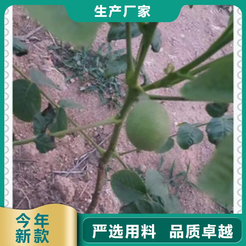 核桃苗梨树苗研发生产销售助您降低采购成本