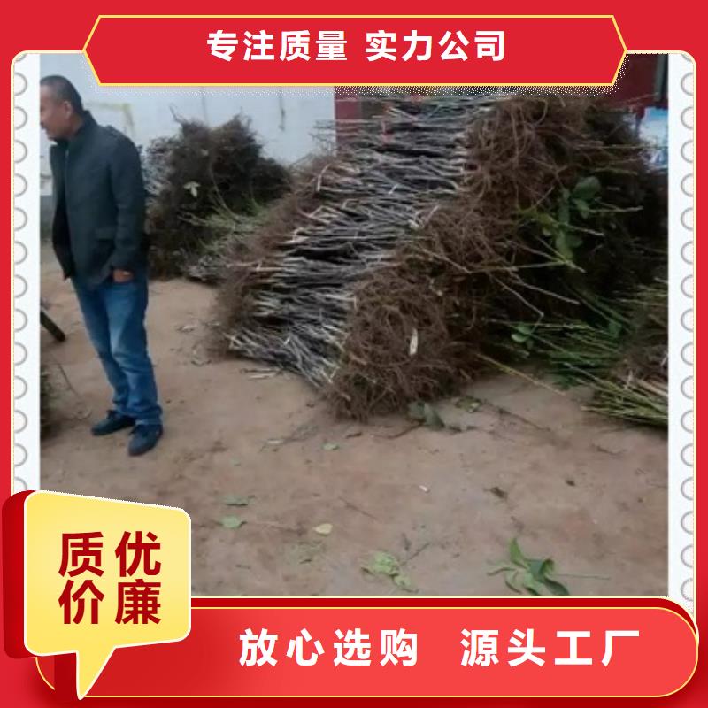 核桃苗-桃树苗品质优选同城公司