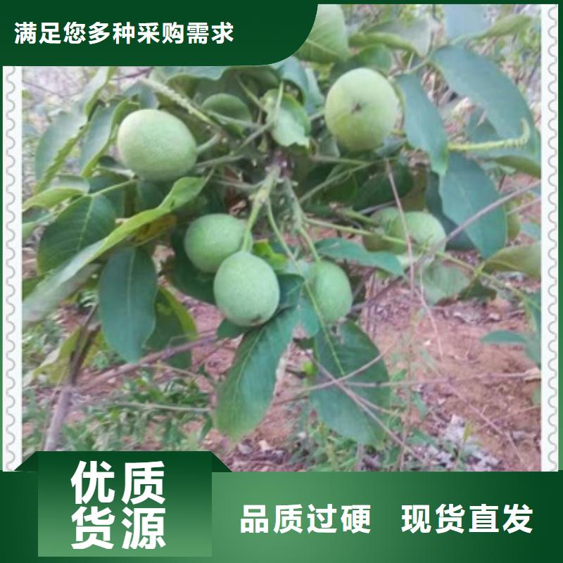 核桃苗板栗苗用途广泛优选厂商