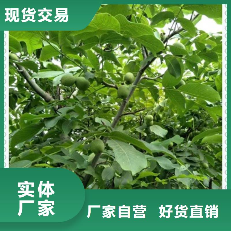 核桃苗苹果苗真材实料加工定制质检合格发货