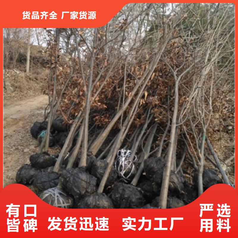 【板栗苗】-李子苗制造生产销售多年经验值得信赖