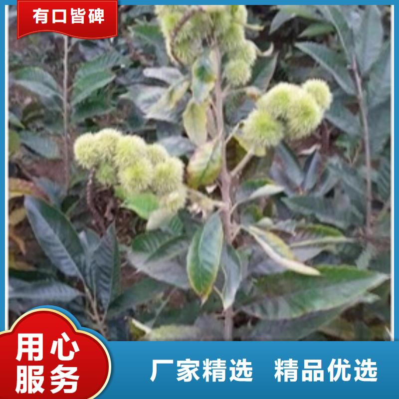板栗苗高品质现货销售好产品价格低
