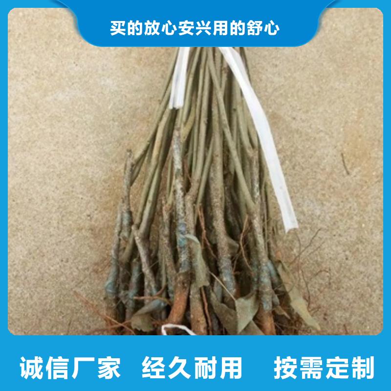 【板栗苗】花椒苗满足多种行业需求按需定制真材实料