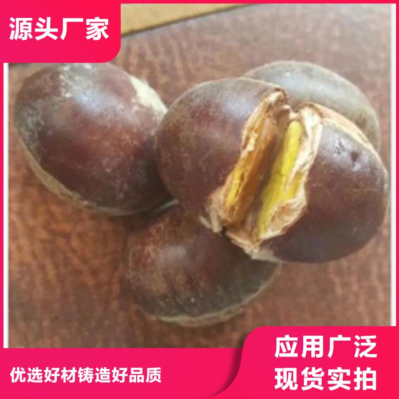 板栗苗【梨树苗】热销产品好产品价格低