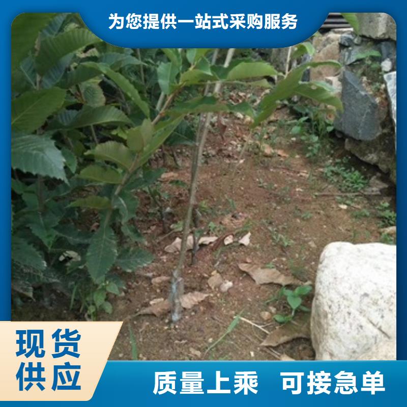 板栗苗梨树苗专业生产团队同城品牌
