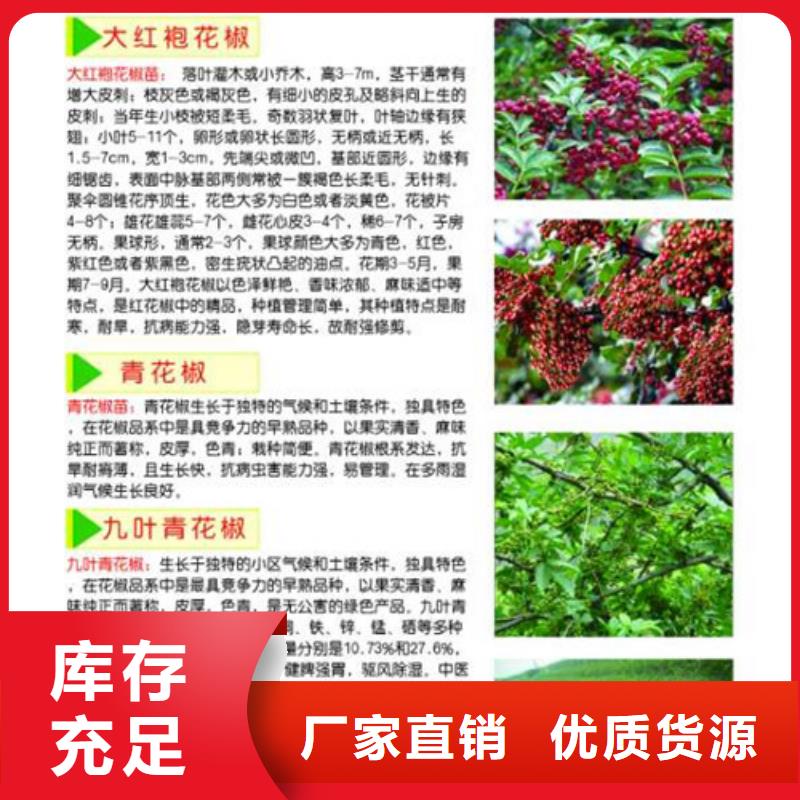 花椒苗【苹果苗】48小时发货专注品质