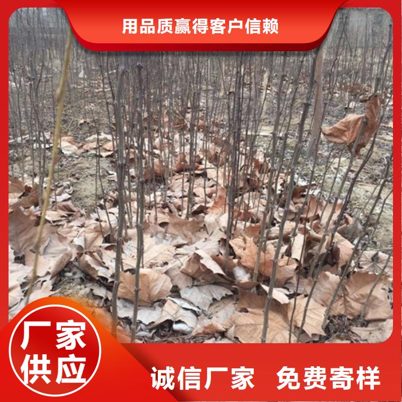 花椒苗板栗苗批发货源货真价实