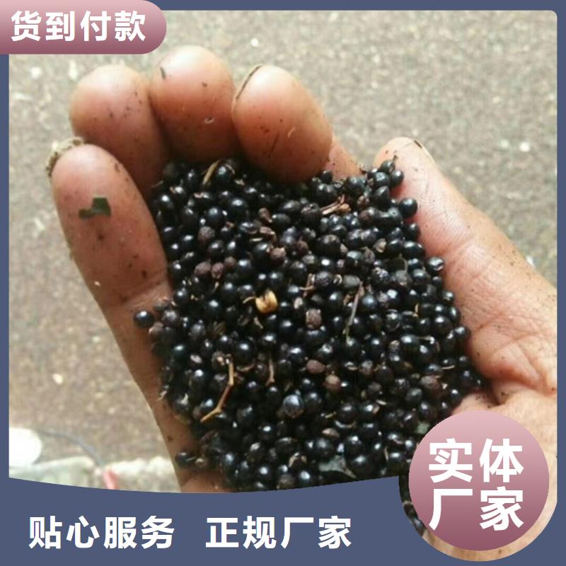 花椒苗【蓝莓苗】专注细节更放心高品质现货销售