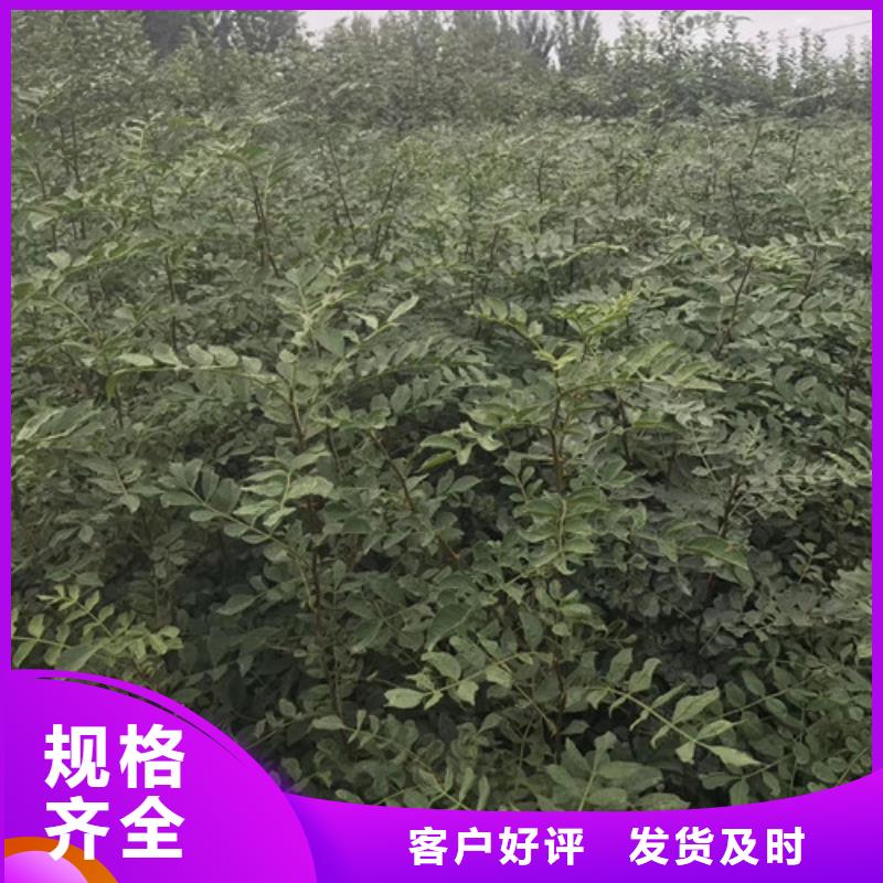 【花椒苗葡萄苗设计合理】诚信经营现货现发
