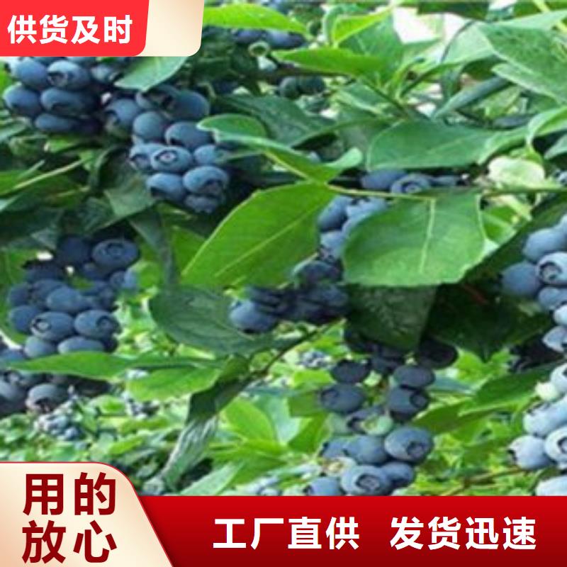 蓝莓苗,花椒苗实力优品的简单介绍