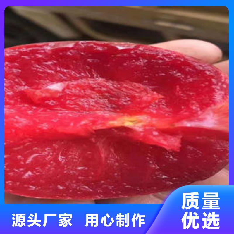 【李子苗】,梨树苗厂家直销供货稳定合作共赢