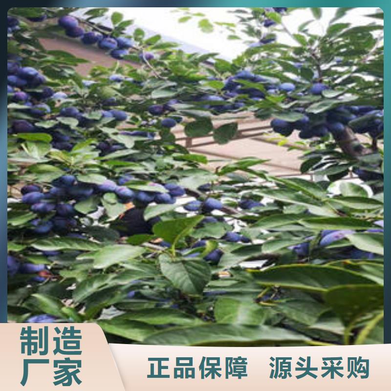 【李子苗山楂苗严谨工艺】源头厂家经验丰富