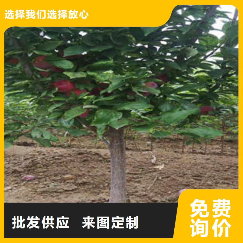 李子苗花椒苗免费回电本地生产厂家