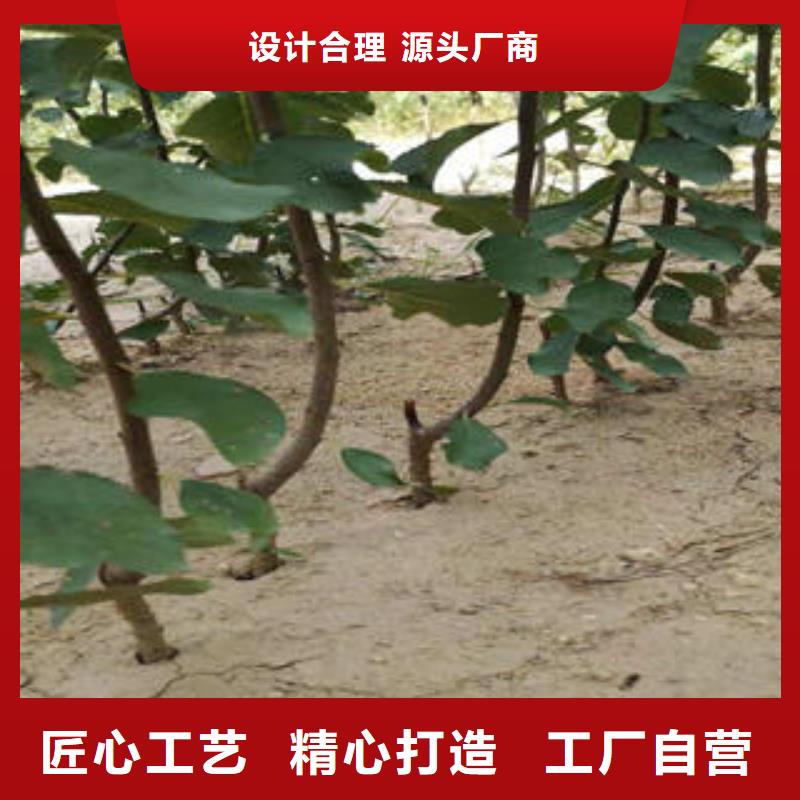 李子苗,山楂苗专注品质厂家直发