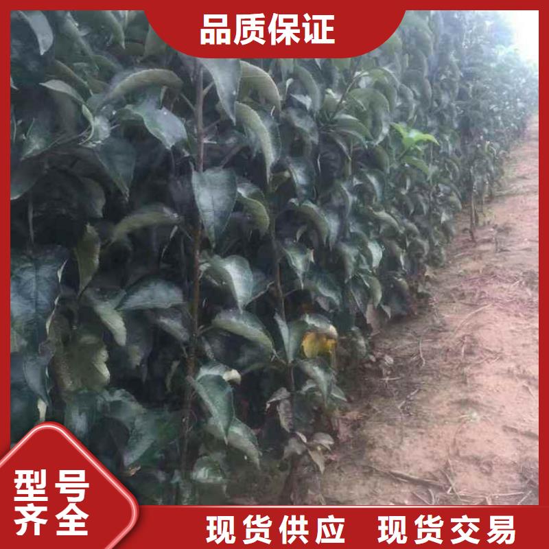 【苹果苗花椒苗质保一年】来图加工定制