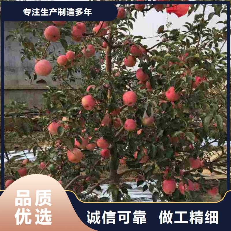 【苹果苗】_花椒苗高标准高品质同城公司