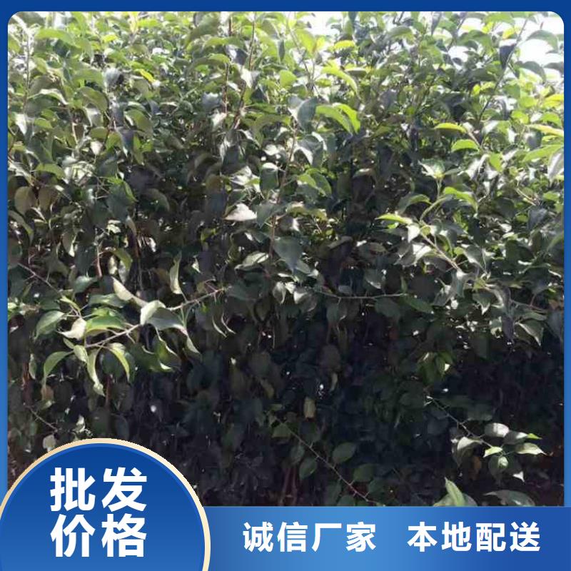 苹果苗山楂苗厂家直销货源充足实体厂家