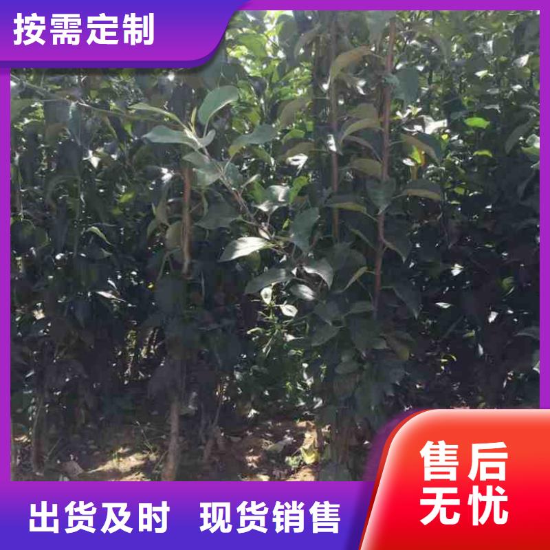 苹果苗-桃树苗保障生产经验丰富