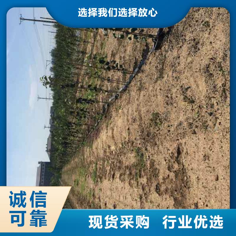 苹果苗蓝莓苗多家仓库发货经久耐用