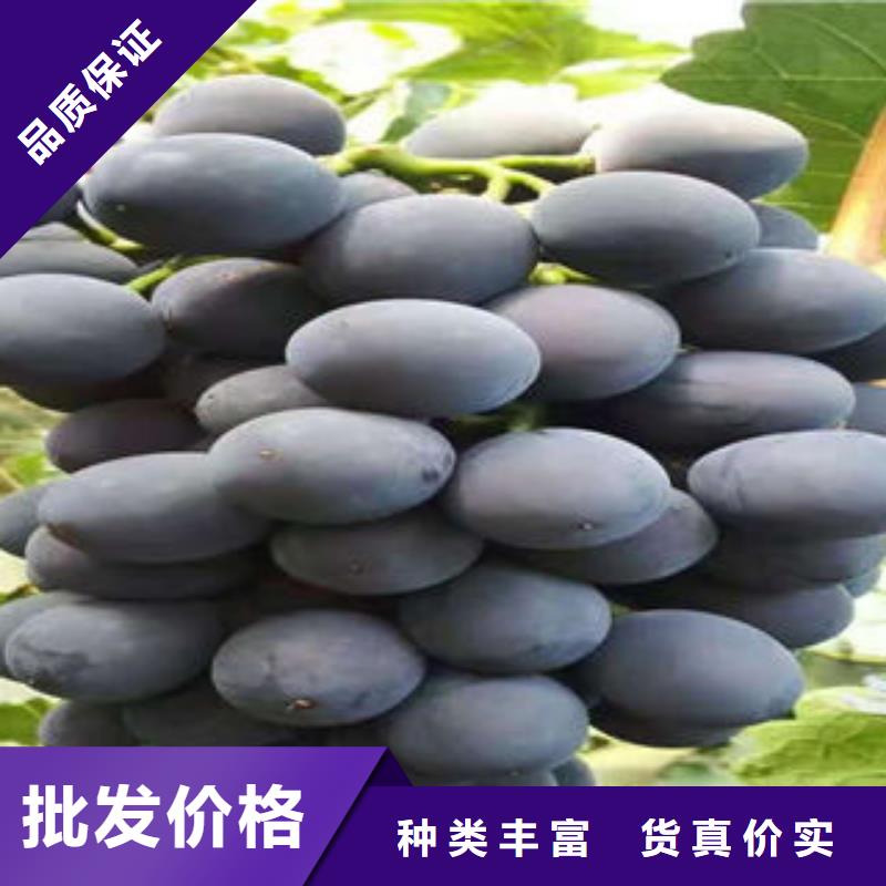 葡萄苗李子苗检验发货订制批发