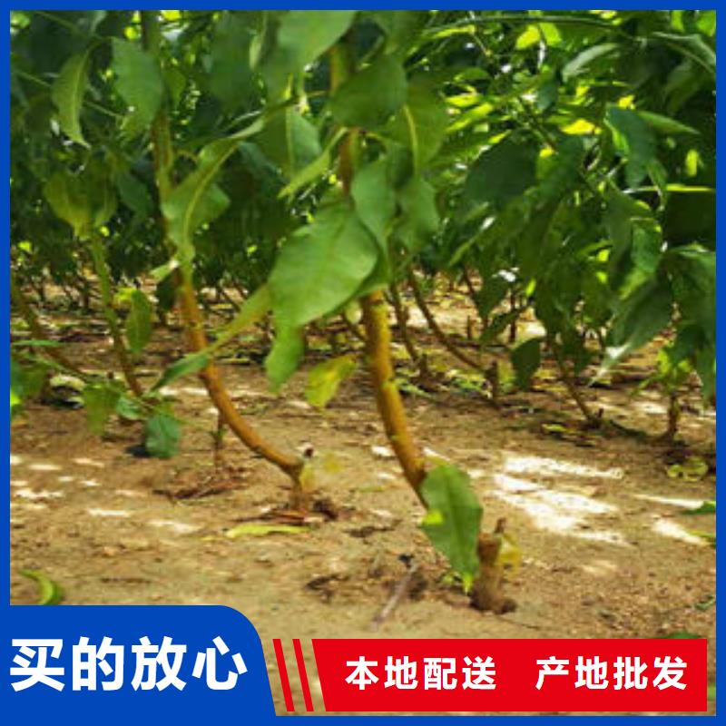 葡萄苗_梨树苗价格透明定制销售售后为一体