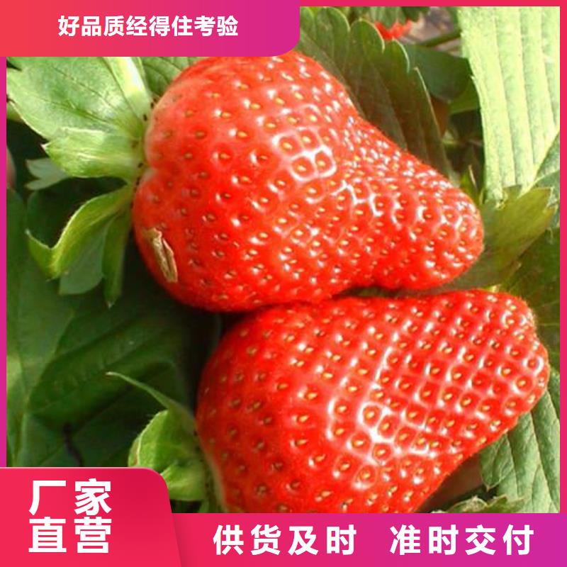 草莓苗花椒苗安装简单同城服务商