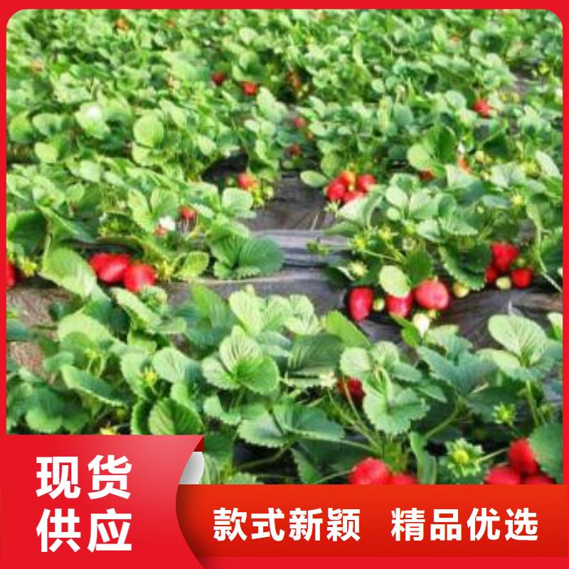 草莓苗板栗苗多家仓库发货同城生产商