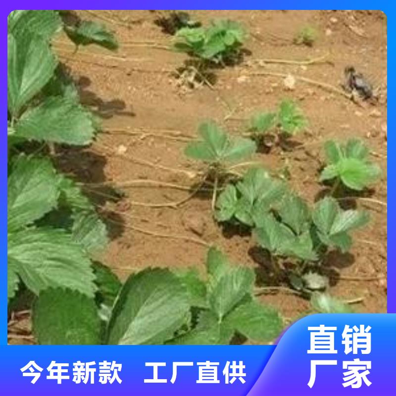 草莓苗山楂苗品质无所畏惧层层质检