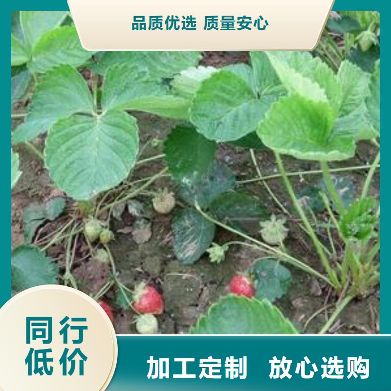 草莓苗_苹果苗型号全价格低真材实料诚信经营